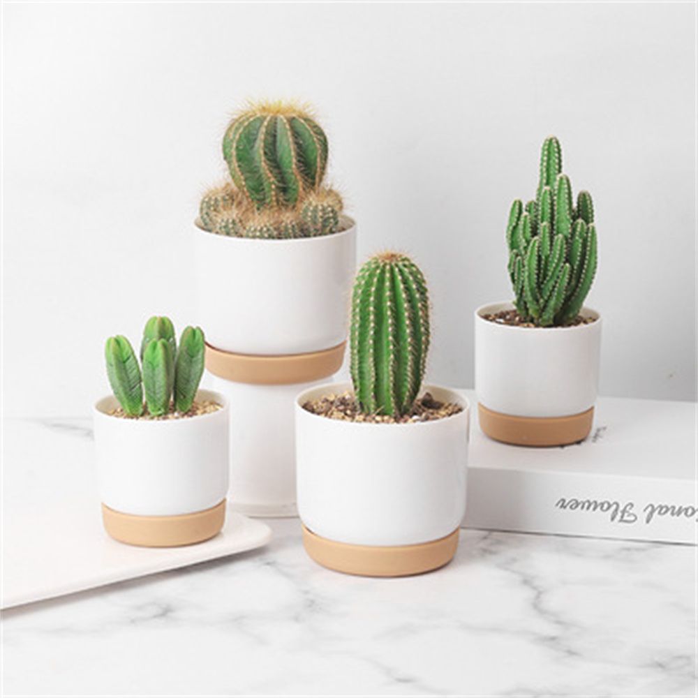 Echeveria Succulent - กระถางต้นไม้ทรงกลมสำหรับแคคตัสและไม้อวบน้ำ พร้อมระบบให้น้ำเองและรูระบายน้ำ สำหรับปลูกดอกไม้ในร่มและกล้วยไม้