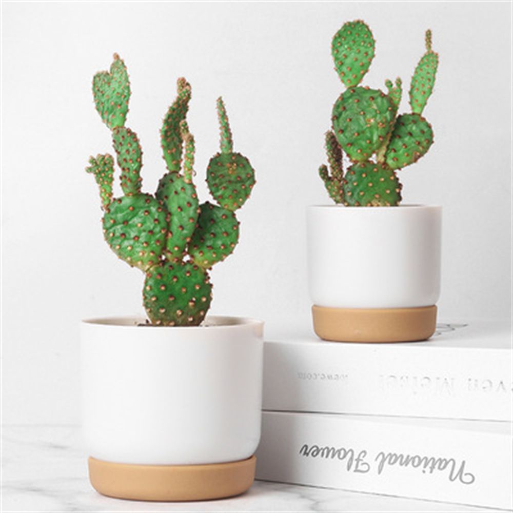 กระถางต้นไม้ทรงกลมสำหรับแคคตัส - Echeveria Succulent บทวิจารณ์และราคา