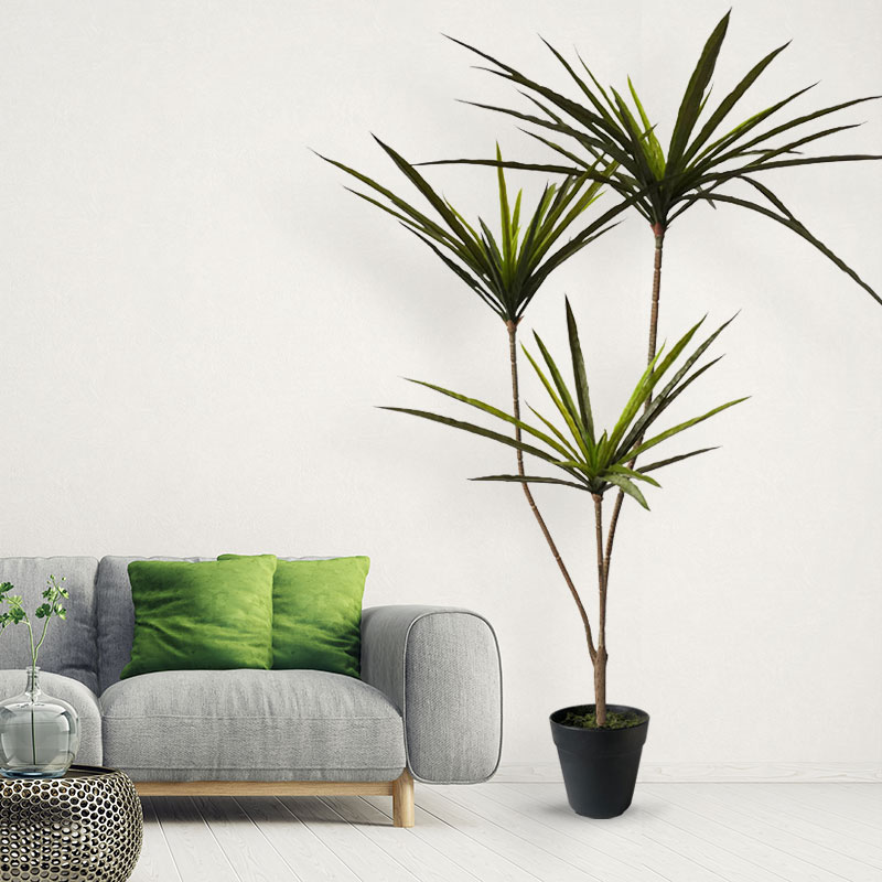 90-120ซม.ขนาดใหญ่ Dracaena ประ - Ficus Lyrata Tree บทวิจารณ์และราคา