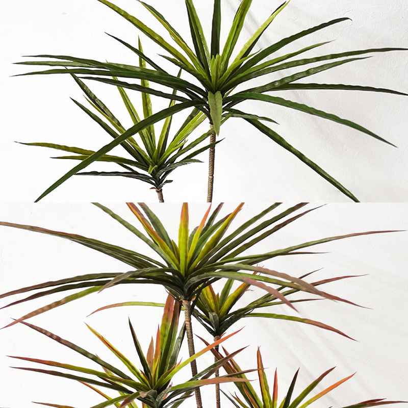 90-120ซม.ขนาดใหญ่ Dracaena ประ - Ficus Lyrata Tree บทวิจารณ์และราคา